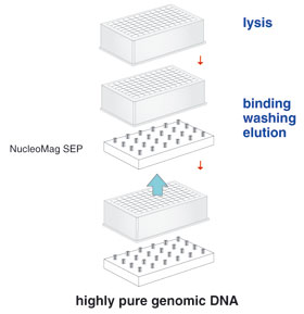 NucleoMag® DNA Food procedure