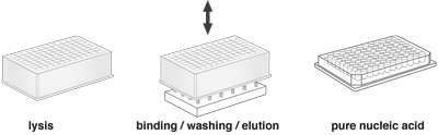 NucleoMag® Pathogen procedure