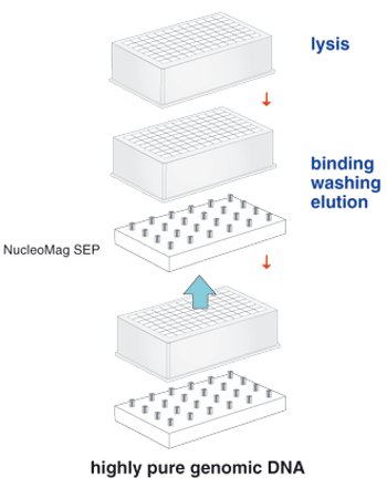 NucleoMag® DNA Forensic procedure